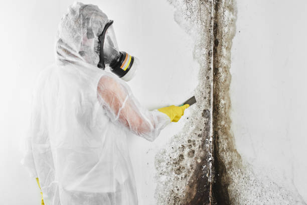 Best Mold Removal Company Near Me  in Rochelle, GA