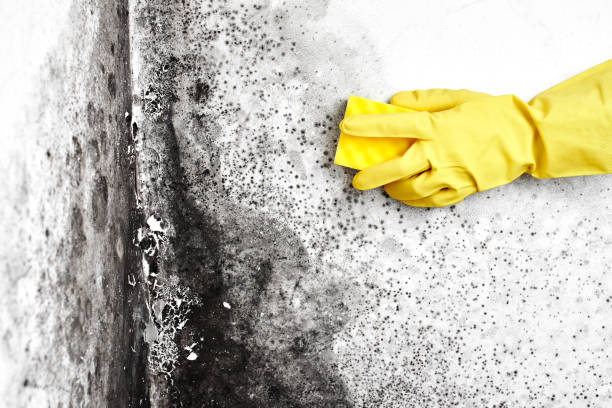 Mold Removal Process in Rochelle, GA