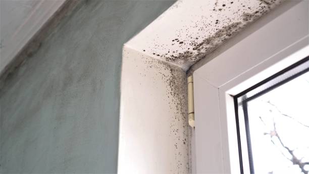 Best Residential Mold Removal  in Rochelle, GA