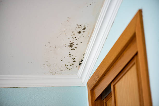 Mold Testing and Removal in Rochelle, GA