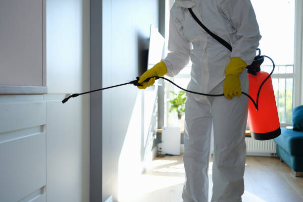 Best Mold Testing and Removal  in Rochelle, GA