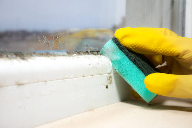 Best Professional Mold Removal  in Rochelle, GA