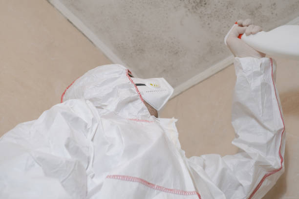 Best Attic Mold Removal  in Rochelle, GA