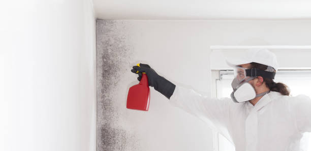 Best Crawl Space Mold Removal  in Rochelle, GA