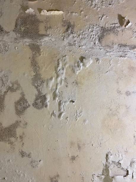 Best Mold Testing  in Rochelle, GA