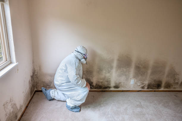 Best Attic Mold Removal  in Rochelle, GA