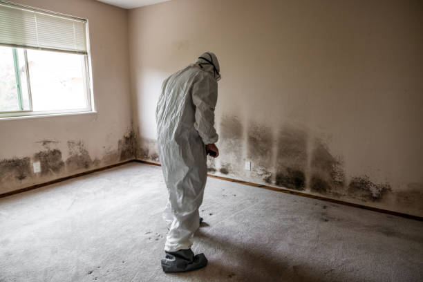 Best Emergency Mold Removal  in Rochelle, GA