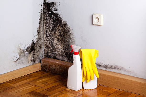 Attic Mold Removal in Rochelle, GA