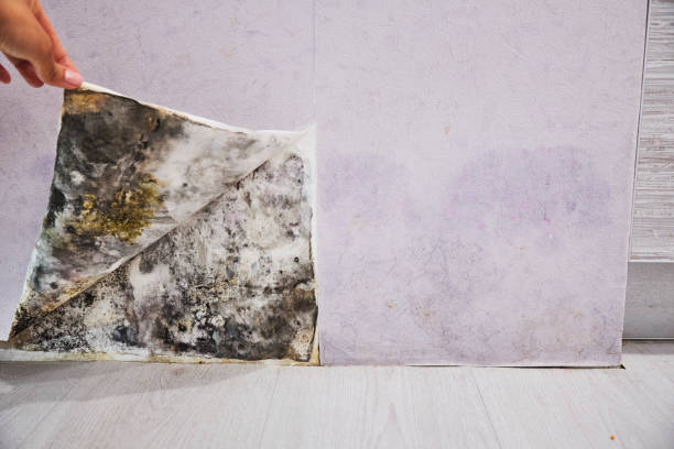 Best Mold Removal Process  in Rochelle, GA